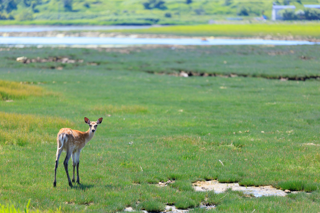 北海道・春の鹿