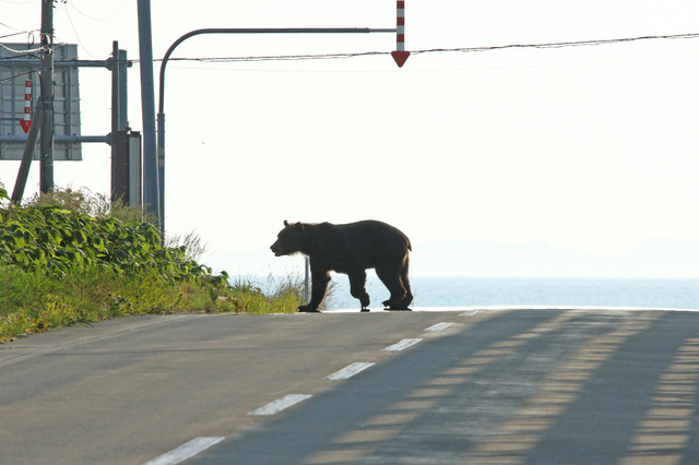 北海道の道路を横切るクマ